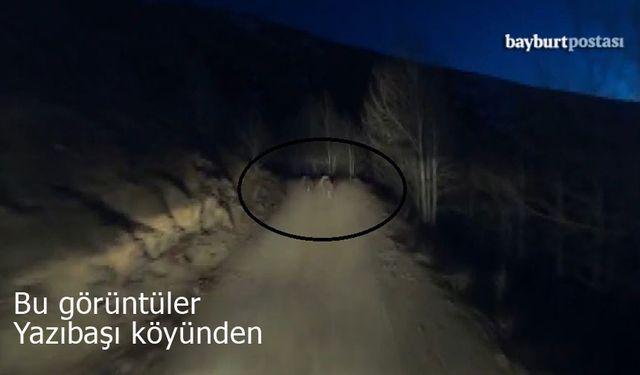 Bayburt'ta gece motosikletin önünde koşan iki ayı görüntülendi