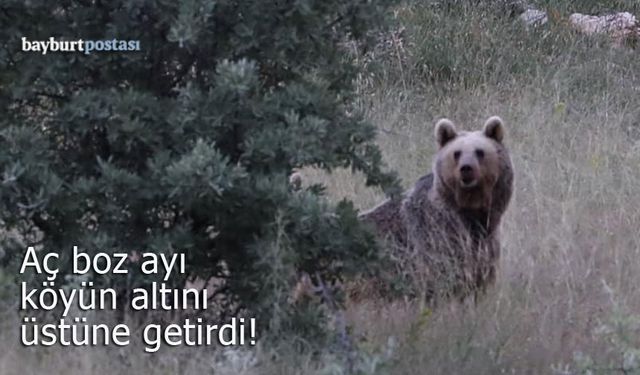 Bayburt'ta aç ayı köyün altını üstüne getirdi!