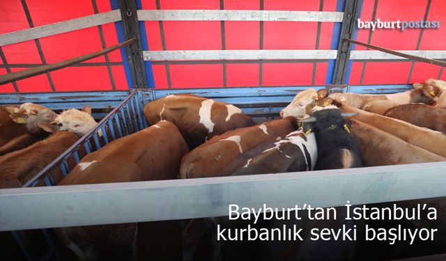 Bayburt’tan İstanbul’a kurbanlık hayvan sevki başlıyor