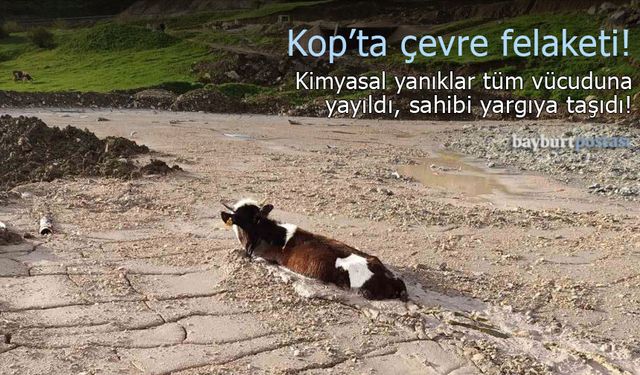 Kop köyünde çevre felaketi: Asitli betona saplanan düve telef olabilir!