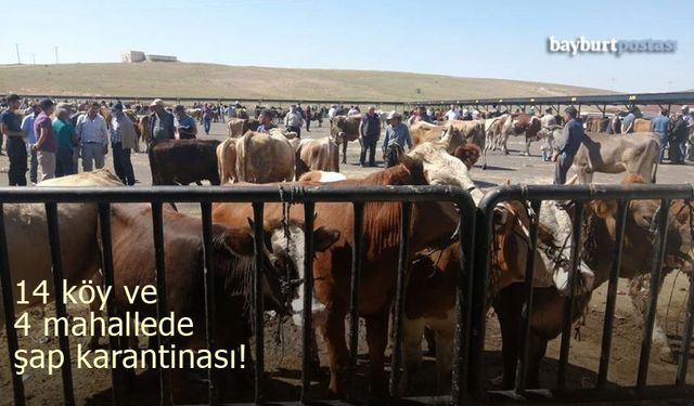 Demirözü'nde şap alarmı: 14 köy ve 4 mahalle karantina altına alındı!