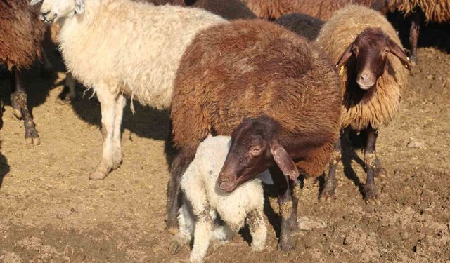 ‘Köyümde Yaşamak İçin Bir Sürü Nedenim Var’ projesinde kredi limiti artırıldı