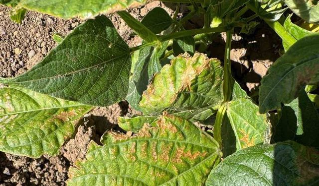 Aydıntepe çiftçilerine böcek ve mantarla mücadele eğitimi