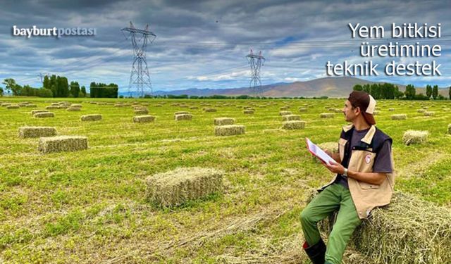 Bayburt'ta yem bitkileri üretimine teknik destek