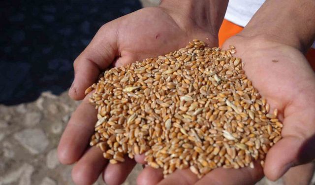 Sertifikalı tohum desteği başvurularında son günler