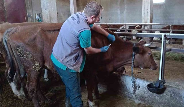 Bayburt'ta şap aşılama çalışmaları hız kesmiyor