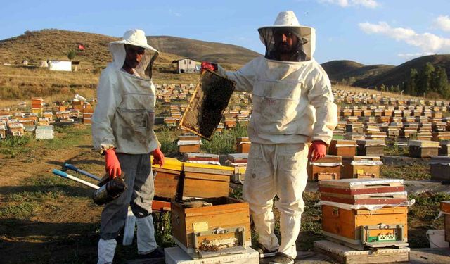Aydıntepe'de Bal Hasadı Sürüyor