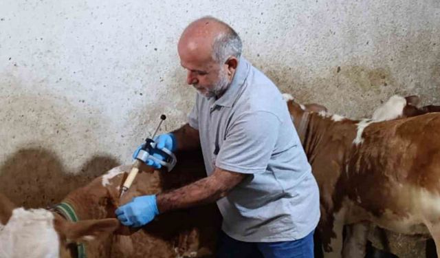 Aydıntepe’de sonbahar şap aşılama kampanyasında sona gelindi