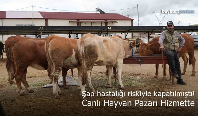 Bayburt Canlı Hayvan Pazarı Hizmette: Şap Hastalığı Nedeniyle Kapanmıştı