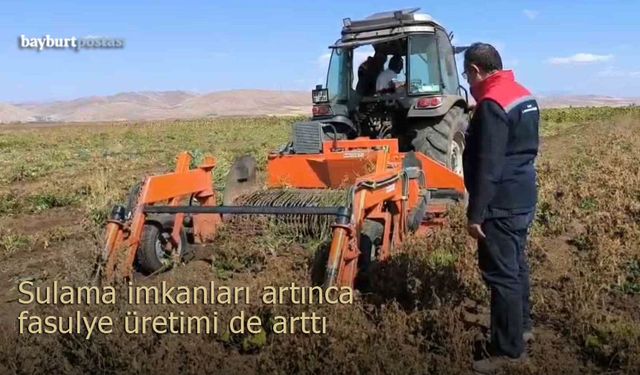 Sulama imkanları artınca Bayburt'ta fasulye üretimi de arttı