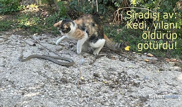 Bayburt sokaklarında sıra dışı av: Kedi, yılanı öldürüp götürdü!