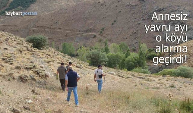 Bayburt'ta annesiz yavru ayı köyü alarma geçirdi!