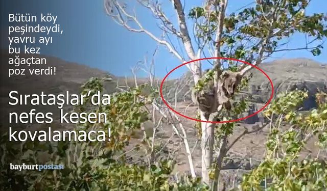 Bütün köy peşindeydi, yavru ayı bu kez ağaçtan poz verdi!