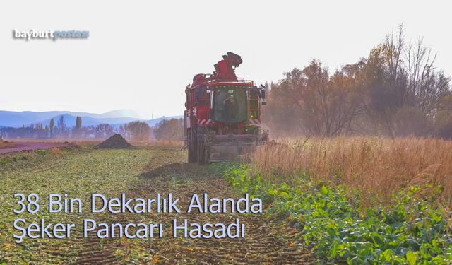 38 Bin Dekarlık Alanda Şeker Pancarı Mesaisi