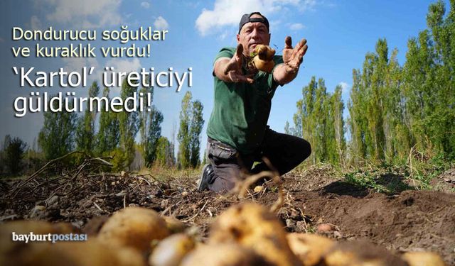 Bayburt'ta 'kartol' hasadı geçen seneye göre çok düşük!
