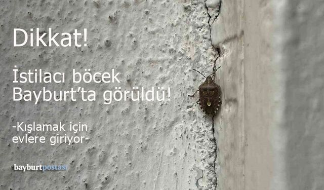 Bayburt'ta Kahverengi Kokarca Paniği!