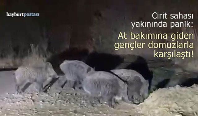 Cirit sahası yakınında heyecanlı anlar: At bakımına giden gençler domuzlarla karşılaştı!