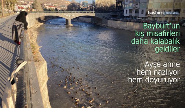 Kaleardı'ndan Taş Köprü'ye: Bayburt'un Kış Ördekleri Bu Yıl Daha Kalabalık