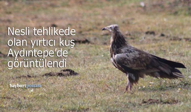 Nesli tehlikede olan 'Mısır Akbabası' Aydıntepe'de görüntülendi