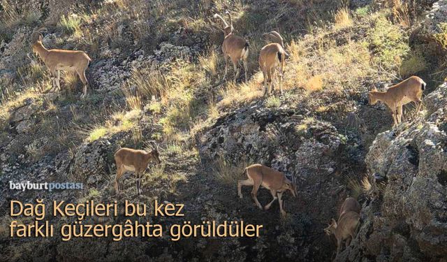 Nesli Tehlikedeki Dağ Keçileri Sürü Halinde Vauk Dağı'nda görüldü