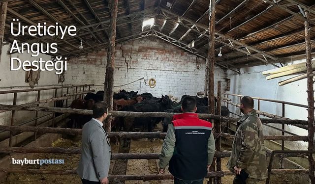 Bayburt'ta Kırsala Bereket Geldi: Üreticiye İthal Angus Düve Desteği