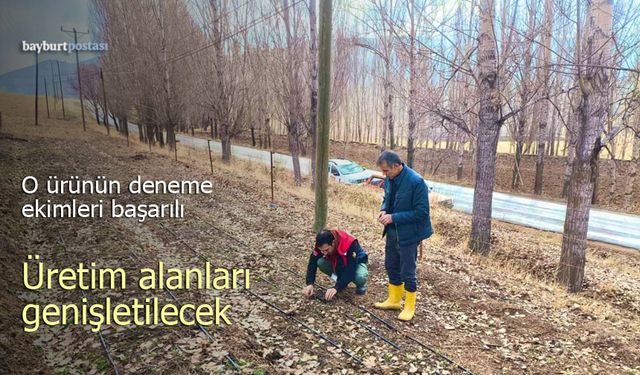 Bayburt'ta salep deneme ekimleri başarılı oldu, üretim alanları genişleyecek