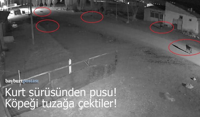 Bayburt’ta Kurt Sürüsünden Pusu: Köpeği Böyle Tuzağa Çektiler!