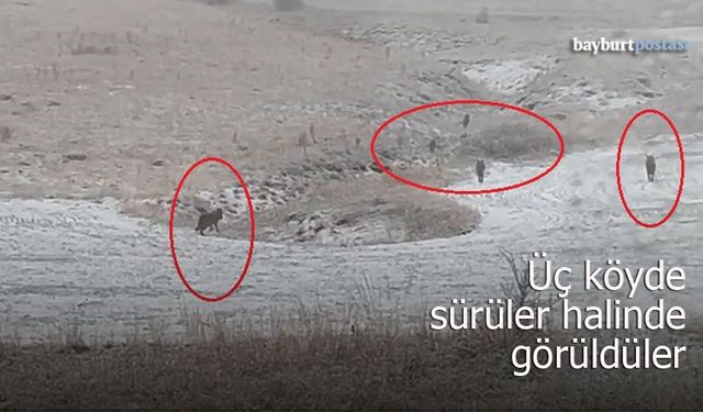 Bayburt'un Üç Köyünde Kurt Hareketliliği: Sürüler Halinde Görüldüler