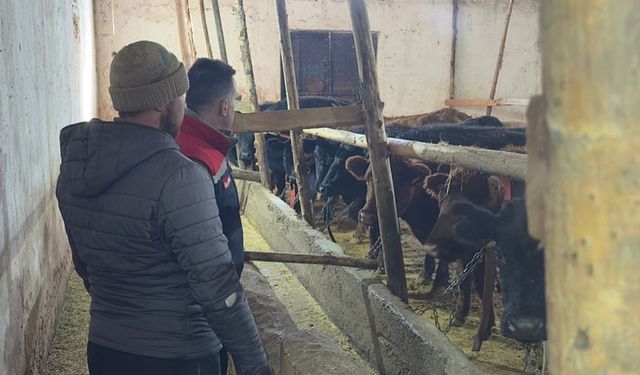 Aydıntepe’de Düve Teslimatı