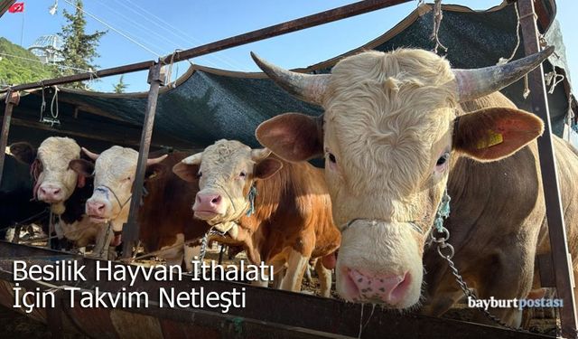Bayburt'ta 2026 Yılı Besilik Hayvan İthalatı Başvuruları Başlıyor