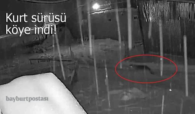 Bayburt’ta Aç Kalan Kurt Sürüsü Köye İndi: O Anlar Kamerada