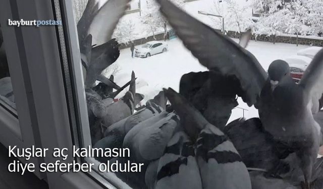 Bayburt’ta Kar Esareti: Kuşlar Aç Kalmasın Diye Seferber Oldular