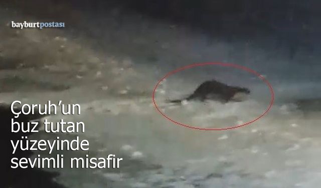 Buz Tutan Çoruh’ta Su Samuru Sürprizi