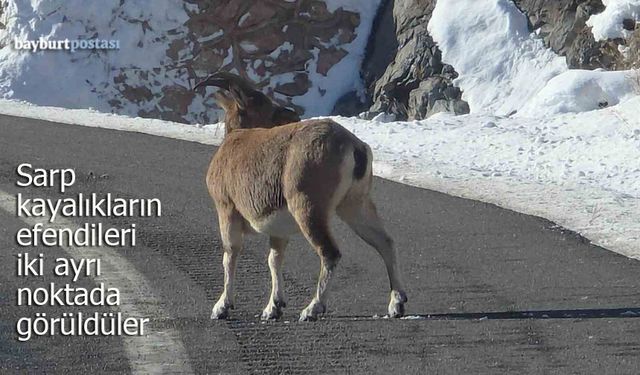 Koruma Altındaki Dağ Keçileri Bayburt’ta Görüntülendi