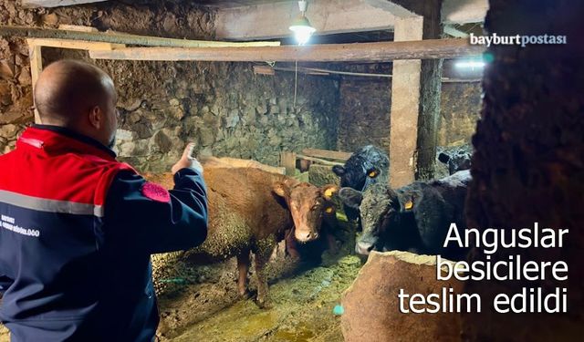 İthal Anguslar Aydıntepe’de: Hem Destek Hem Sigorta Müjdesi