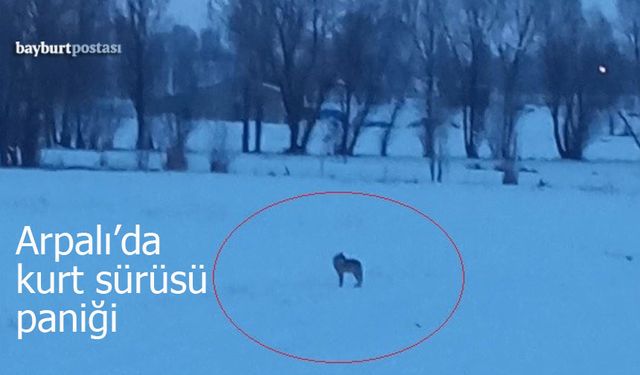 Arpalı’da Kurt Sürüsü Paniği: Gözcü Kurt Eşliğinde Mahalleye Sızdılar