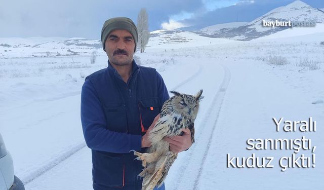Bayburt’ta Sıra Dışı Olay: Yaralı Sanılan Puhu Kuşu Kuduz Çıktı!