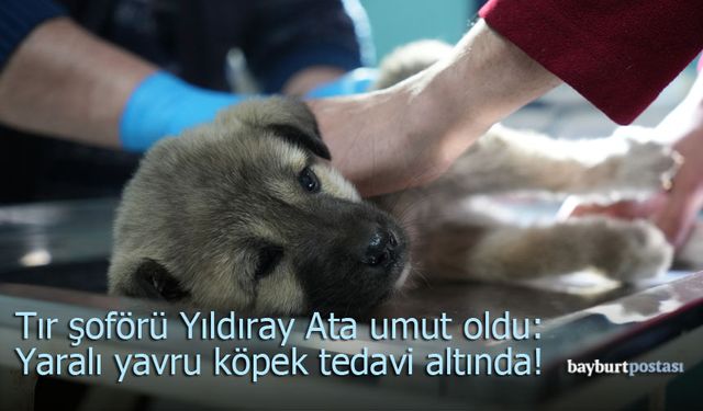 Tır şoförü Yıldıray Ata umut oldu: Yaralı bulduğu yavru köpek tedavi altında!