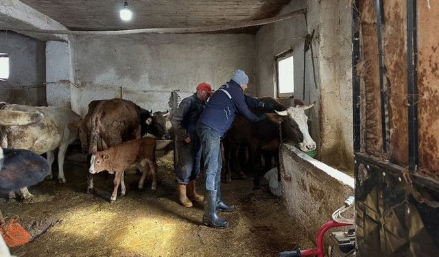 Bayburt'ta şap aşılama kampanyası 5 köyde devam etti