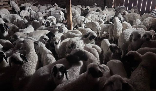 Bayburt’ta buzağı, malak, kuzu ve oğlak desteği başvuruları başlıyor