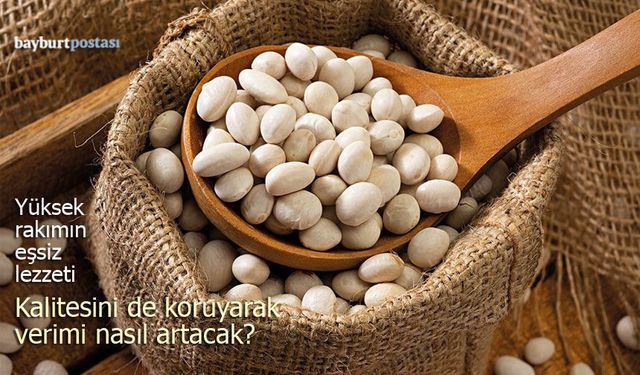 Aydıntepe Şeker Fasulyesi Yeni Sezona Hazırlanıyor