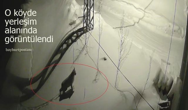 Vaşak, Bayburt'un o köyünde yerleşim alanına indi