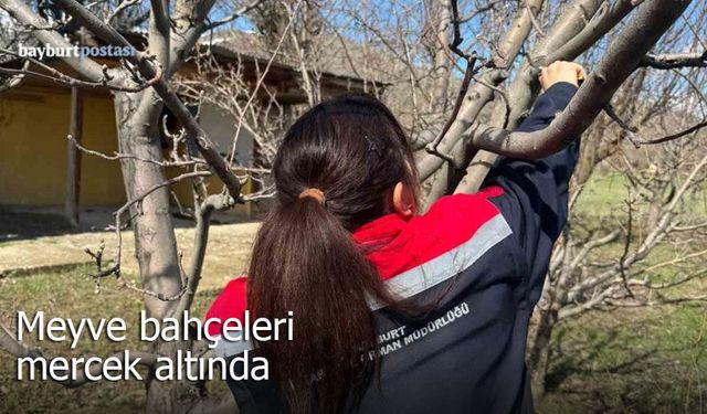 Aydıntepe’de Meyve Bahçeleri Mercek Altında