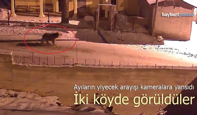 Bayburt'ta Ayıların Yiyecek Arayışı Kameralara Yansıdı