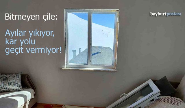 Sarıçiçek Yaylası'nda Korku Dolu Anlar: Ayılar Evlere Girdi, Köylüler Yol Bekliyor