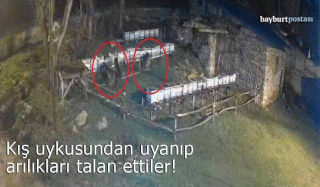 Bayburt'ta Ayı Dehşeti: Kış Uykusundan Uyanıp Arılıkları Talan Ettiler!