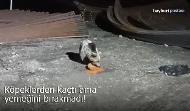 Bayburt’ta Ayı ve Köpeklerin "Yemek" Mücadelesi Görüntülendi