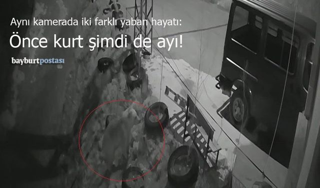 Bayburt'ta Aynı Kamera, İki Farklı Yaban Hayatı: Önce Kurt Şimdi de Ayı!