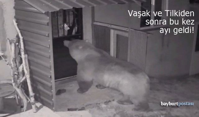 Bayburt'ta Yaban Hayatı Alarmı: Vaşak ve Tilkiden Sonra Bu Kez Ayı Geldi!