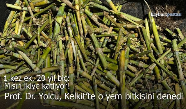 Bayburtlu Akademisyenden Kelkit’te Bir İlk: Fil Otu Toprakla Buluştu